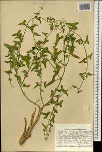 Cynanchum acutum subsp. sibiricum (Willd.) Rech. fil., Монголия (MONG) (Монголия)