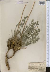 Жабрица леманновская (Bunge) Boiss., Средняя Азия и Казахстан, Памир и Памиро-Алай (M2) (Таджикистан)