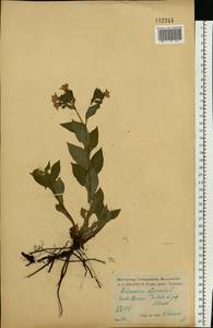 Медуница неясная, Медуница темная Dumort., Восточная Европа, Центральный лесостепной район (E6) (Россия)