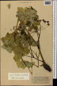 Лазурник трехлопастный (L.) Borkh., Кавказ, Краснодарский край и Адыгея (K1a) (Россия)