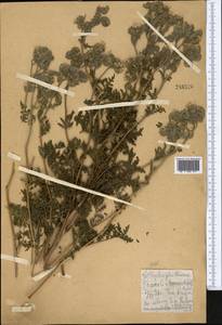 Фацелия пижмолистная Benth., Средняя Азия и Казахстан, Северный и Центральный Казахстан (M10) (Казахстан)