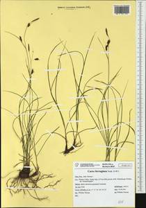 Carex ferruginea Scop., Западная Европа (EUR) (Италия)
