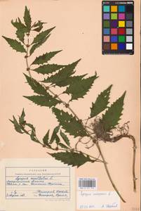 MHA 0 157 772, Зюзник европейский L., Восточная Европа, Западно-Украинский район (E13) (Украина)