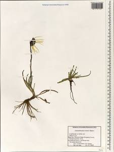 Cremanthodium lineare Maxim., Зарубежная Азия (ASIA) (КНР)