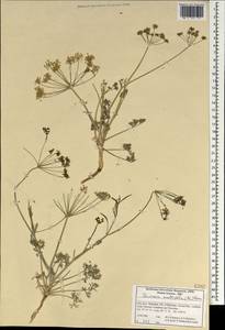 Ducrosia anethifolia (DC.) Boiss., Зарубежная Азия (ASIA) (Иран)