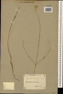 Cephalaria aristata K. Koch, Кавказ, Армения (K5) (Армения)