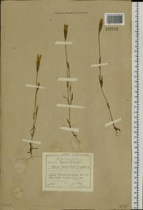 Горечавочник бородатый (Froel.) Ma, Сибирь, Прибайкалье и Забайкалье (S4) (Россия)