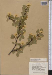 Amelanchier alnifolia var. semiintegrifolia (Hook.) C. L. Hitchc., Америка (AMER) (Канада)