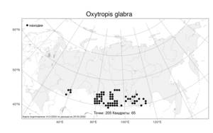 Oxytropis glabra, Остролодочник голый DC., Атлас флоры России (FLORUS) (Россия)