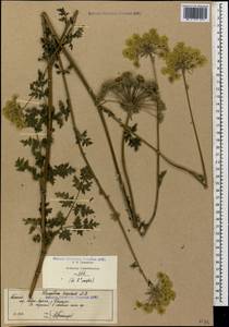 Silphiodaucus hispidus (M. Bieb.) Spalik, Wojew., Banasiak, Piwczyñski & Reduron, Кавказ, Абхазия (K4a) (Абхазия)