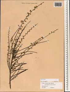Osyris alba L., Зарубежная Азия (ASIA) (Турция)