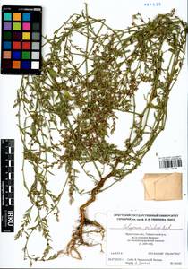 Спорыш отклоненный, Горец отклоненный M.Bieb., Сибирь, Прибайкалье и Забайкалье (S4) (Россия)