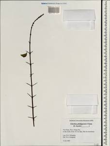 Гмелина филиппинская Cham., Зарубежная Азия (ASIA) (Вьетнам)