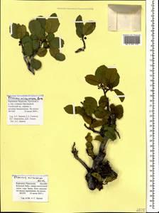 Atadinus microcarpus (Boiss.) Hauenschild, Кавказ, Ставропольский край, Карачаево-Черкесия, Кабардино-Балкария (K1b) (Россия)
