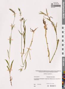 Гвоздика пышная L., Сибирь, Чукотка и Камчатка (S7) (Россия)