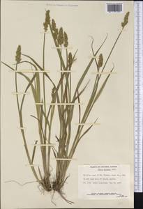 Осока стесненная Muhl. ex Willd., Америка (AMER) (Канада)