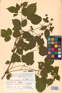 Ежевика несская, Куманика Hall, Восточная Европа, Западный район (E3) (Россия)