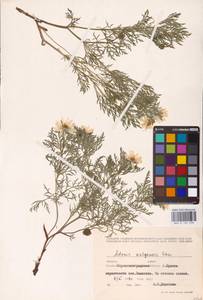 Горицвет волжский, Адонис волжский DC., Восточная Европа, Северо-Украинский район (E11) (Украина)