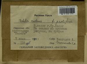 Pohlia nutans (Hedw.) Lindb., Гербарий мохообразных, Мхи - Пермский край, Удмуртия, Свердловская и Кировская области (B8) (Россия)