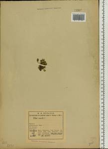 Смолевка бесстебельная (L.) Jacq., Восточная Европа, Северный район (E1) (Россия)