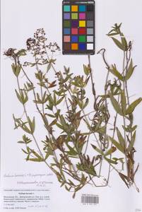 Galium boreale × physocarpum, Восточная Европа, Московская область и Москва (E4a) (Россия)