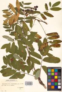 Рябина обыкновенная L., Восточная Европа, Белоруссия (E3a) (Белоруссия)