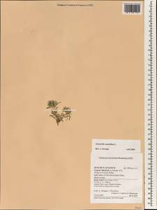 Атрактилис решетчатый L., Зарубежная Азия (ASIA) (Кипр)