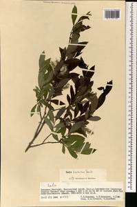 Ива Коха Trautv., Монголия (MONG) (Монголия)