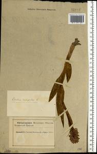 Пальчатокоренник мясо-красный (L.) Soó, Восточная Европа, Северный район (E1) (Россия)