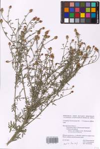 Centaurea biebersteinii × diffusa, Восточная Европа, Центральный лесостепной район (E6) (Россия)