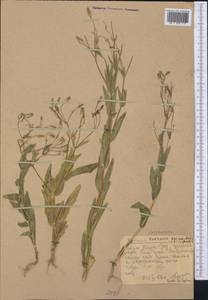 Gypsophila vaccaria (L.) Sm., Средняя Азия и Казахстан, Западный Тянь-Шань и Каратау (M3) (Казахстан)