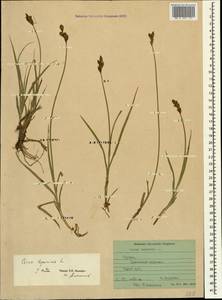 Осока заячья L., Кавказ, Грузия (K4) (Грузия)