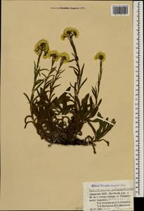 Helichrysum plicatum subsp. polyphyllum (Ledeb.) P. H. Davis & Kupicha, Кавказ, Грузия (K4) (Грузия)