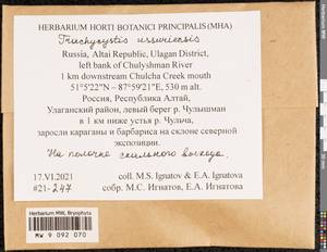 Trachycystis ussuriensis (Regel & Maack) T.J. Kop., Гербарий мохообразных, Мхи - Западная Сибирь (включая Алтай) (B15) (Россия)