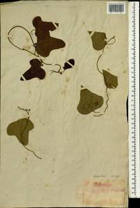 Cocculus orbiculatus (L.) DC., Зарубежная Азия (ASIA) (Япония)