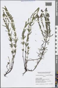 Вероника австрийская L., Восточная Европа, Центральный лесостепной район (E6) (Россия)