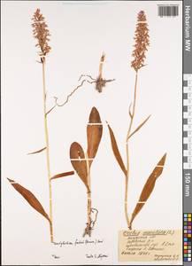 Пальчатокоренник Фукса (Druce) Soó, Восточная Европа, Центральный район (E4) (Россия)