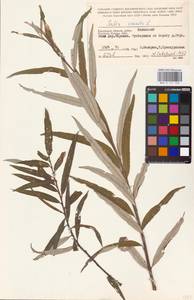 Ива прутовидная, Ива корзиночная L., Восточная Европа, Центральный район (E4) (Россия)