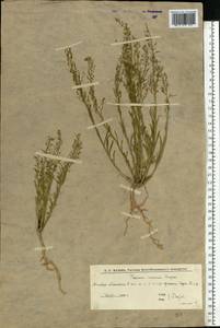 Ленец ветвистый Hayne, Восточная Европа, Нижневолжский район (E9) (Россия)