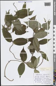 Обвойник греческий L., Кавказ, Грузия (K4) (Грузия)