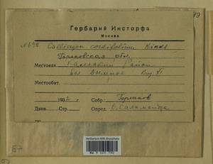 Calliergon cordifolium (Hedw.) Kindb., Гербарий мохообразных, Мхи - Центральное Нечерноземье (B6) (Россия)