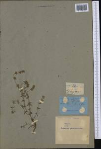 Thymus vulgaris L., Западная Европа (EUR) (Неизвестно)