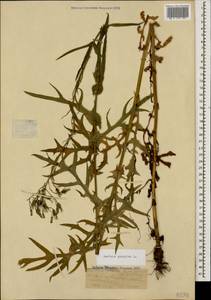 Латук дубравный L., Кавказ, Ставропольский край, Карачаево-Черкесия, Кабардино-Балкария (K1b) (Россия)