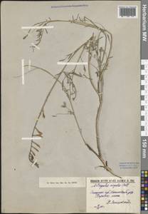 Астрагал пёстрый, Восточная Европа, Нижневолжский район (E9) (Россия)