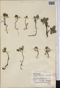 Ива сетчатая L., Америка (AMER) (Канада)