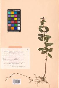 MHA 0 158 489, Mentha × verticillata L., Восточная Европа, Западно-Украинский район (E13) (Украина)