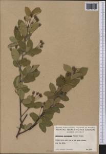Amelanchier bartramiana (Tausch) M. Roem., Америка (AMER) (Канада)