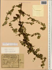 Стальник полевой L., Кавказ, Азербайджан (K6) (Азербайджан)