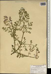 Ferula flabelliloba Rech. fil. & Aellen, Зарубежная Азия (ASIA) (Иран)