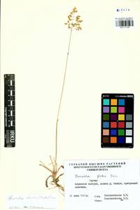 Anthoxanthum glabrum (Trin.) Veldkamp, Сибирь, Якутия (S5) (Россия)